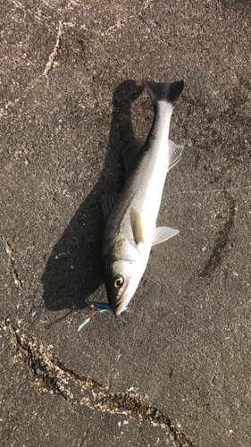 スズキの釣果