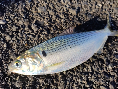 コノシロの釣果