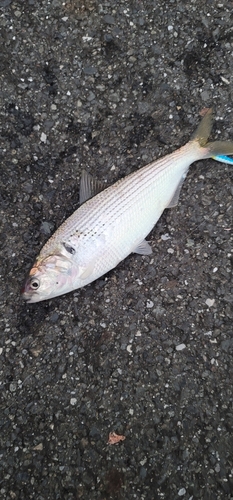 コノシロの釣果