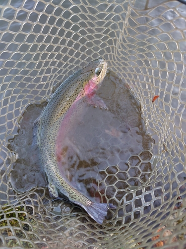 ニジマスの釣果