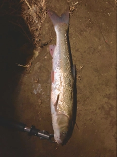 マルタウグイの釣果