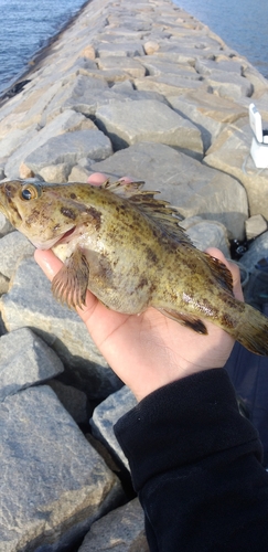 タケノコメバルの釣果