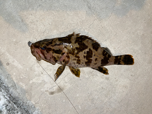 タケノコメバルの釣果