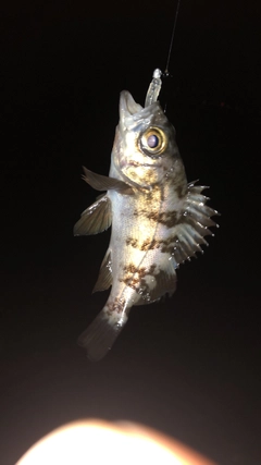 メバルの釣果