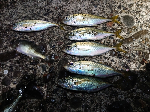 アジの釣果