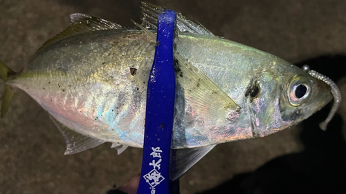 マアジの釣果