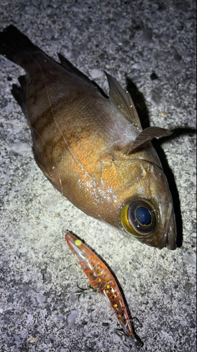 シロメバルの釣果