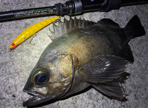 クロメバルの釣果