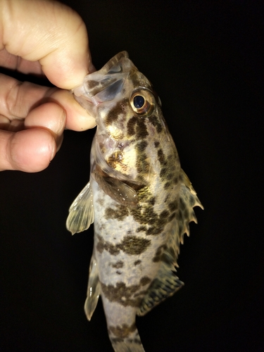 タケノコメバルの釣果