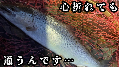 ブラウントラウトの釣果