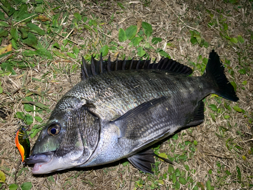 チヌの釣果