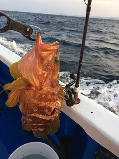 キジハタの釣果