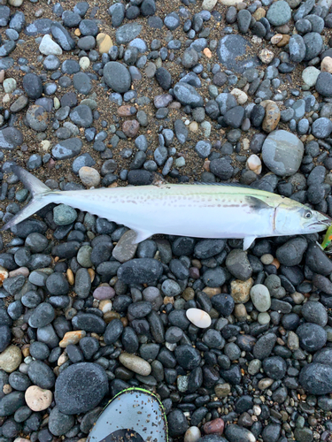 サゴシの釣果