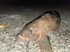 アイナメの釣果