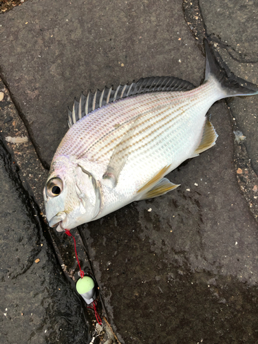 タイの釣果