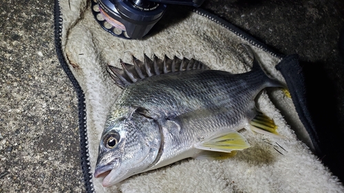 キビレの釣果