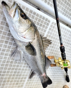 シーバスの釣果