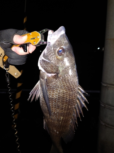 クロダイの釣果