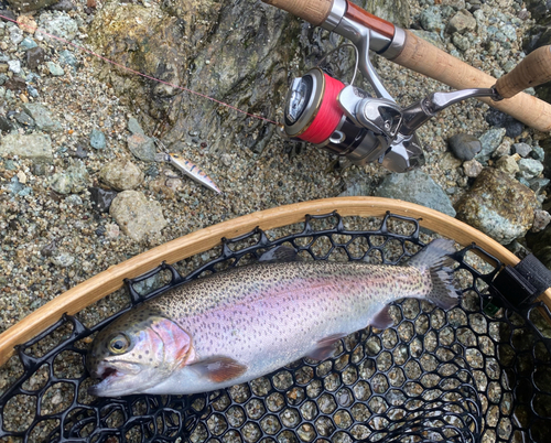 ニジマスの釣果