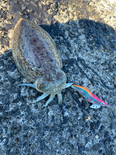 コウイカの釣果