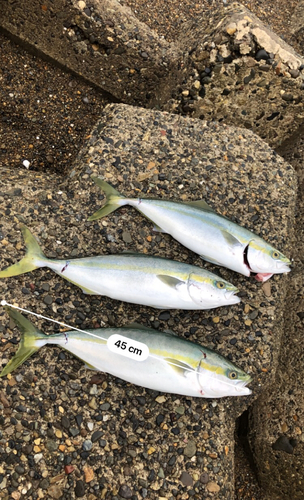 イナダの釣果