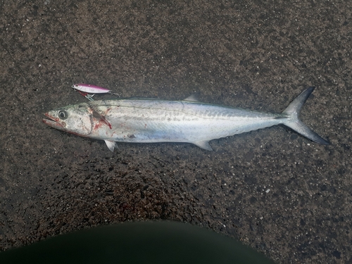 サゴシの釣果