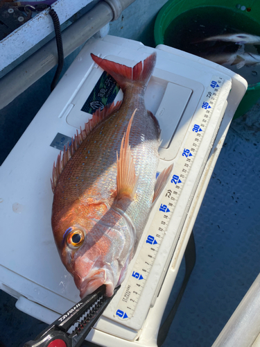 マダイの釣果