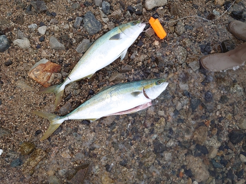 ハマチの釣果