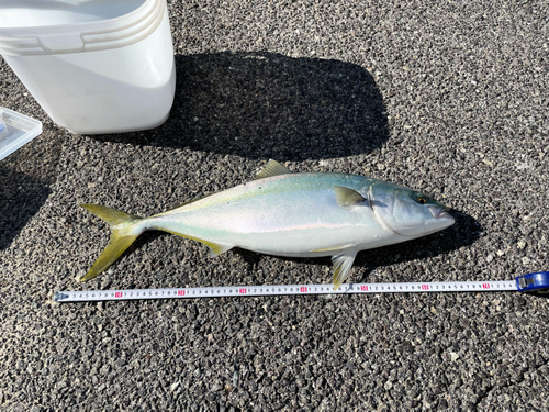 ハマチの釣果