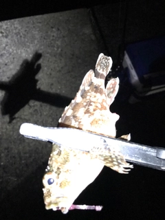 アラカブの釣果