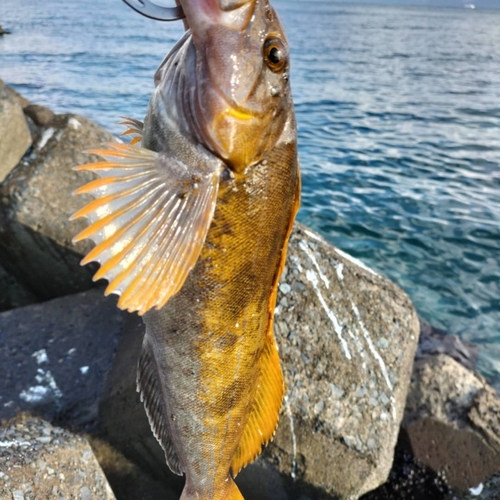 アイナメの釣果