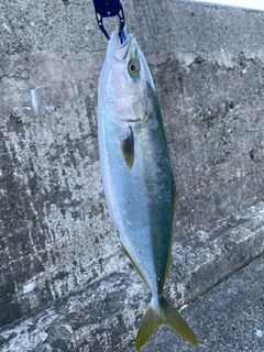 イナダの釣果