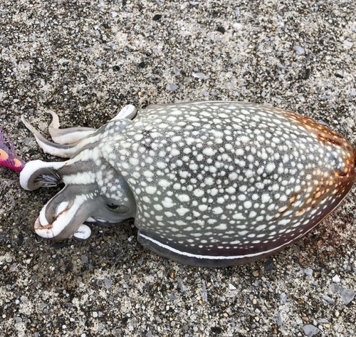 シリヤケイカの釣果