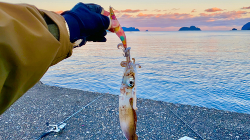 アオリイカの釣果