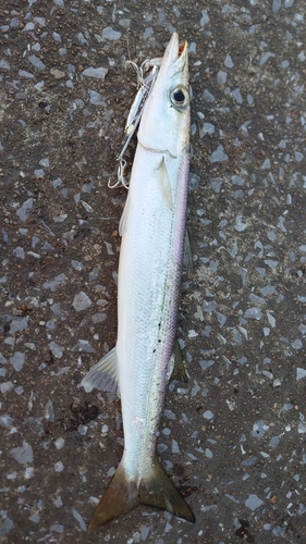 アカカマスの釣果