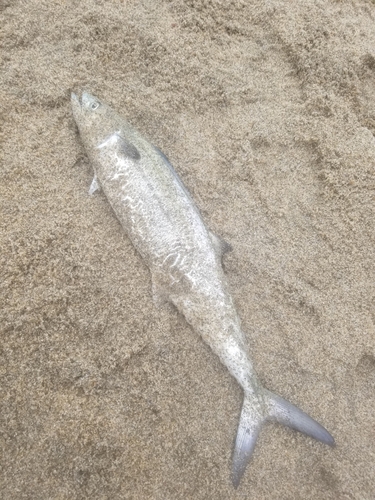 サゴシの釣果