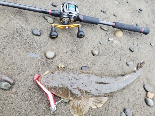 マゴチの釣果