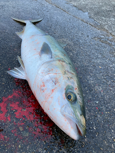 ブリの釣果