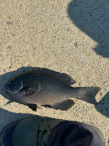 クロの釣果