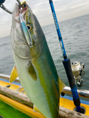 イナダの釣果