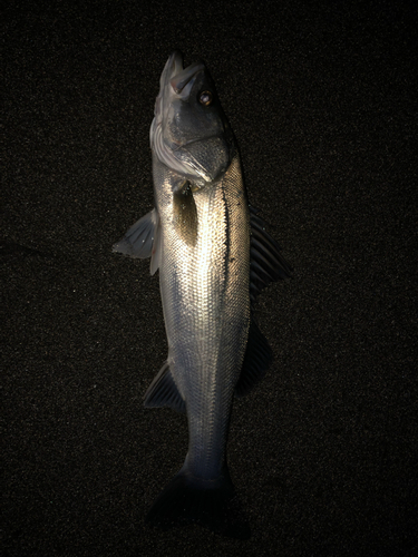 スズキの釣果