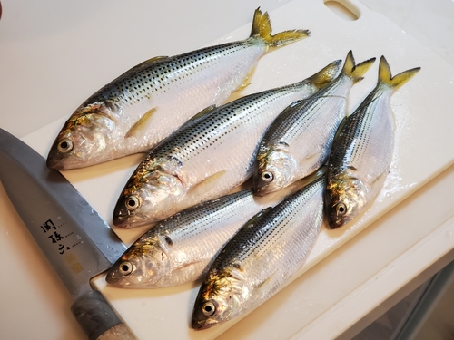 コノシロの釣果