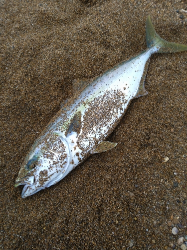 フクラギの釣果