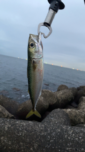 サバの釣果