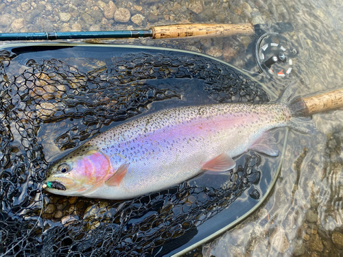 ニジマスの釣果