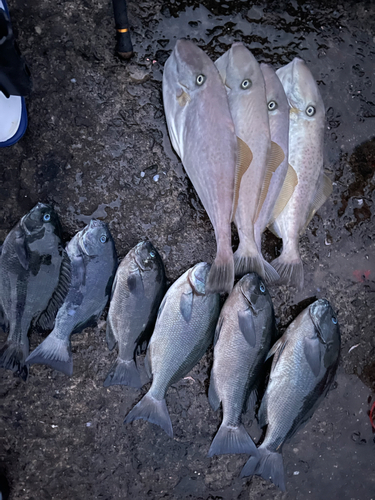 メジナの釣果