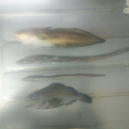 アオメバルの釣果