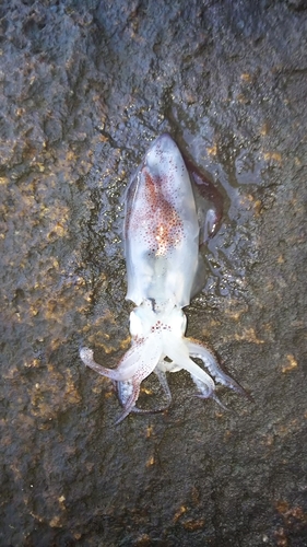 ベイカの釣果