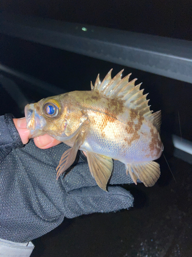 シロメバルの釣果