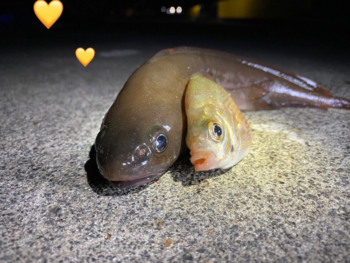 ドンコの釣果